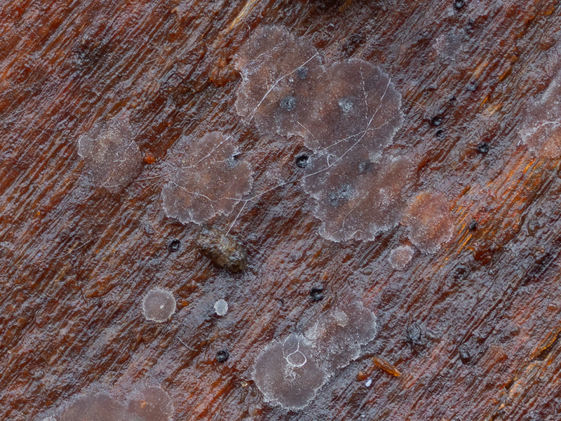 Ascocorticium anomalum Ascocorticium anomalum